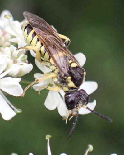 Réf. 335 994 : Tenthredo arcuata